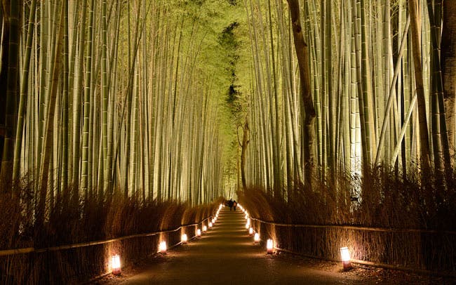 bamboo forest night